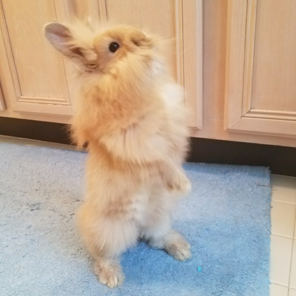 Hi! Welcome to my closet. I'm Theresa ❤ - Picture 2 of 6